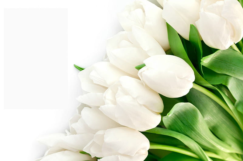 Tulipanes blancos, primavera, blanco, ramo, tulipán, Fondo de pantalla HD |  Peakpx