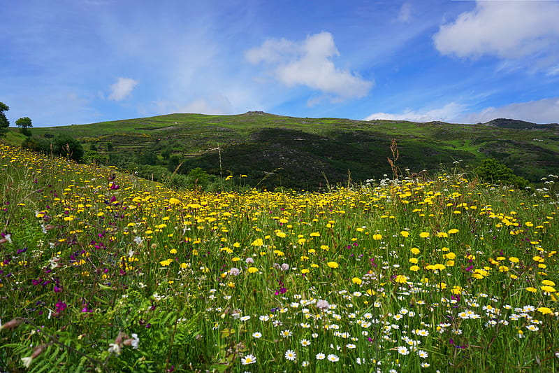 field, flowers, hills, landscape, nature, HD wallpaper