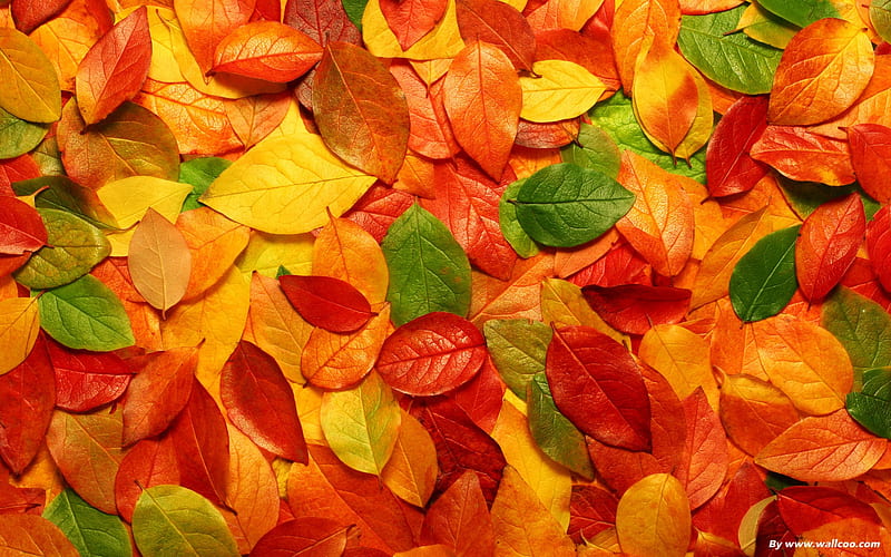 colored leaves-autumn colored leaves, HD wallpaper