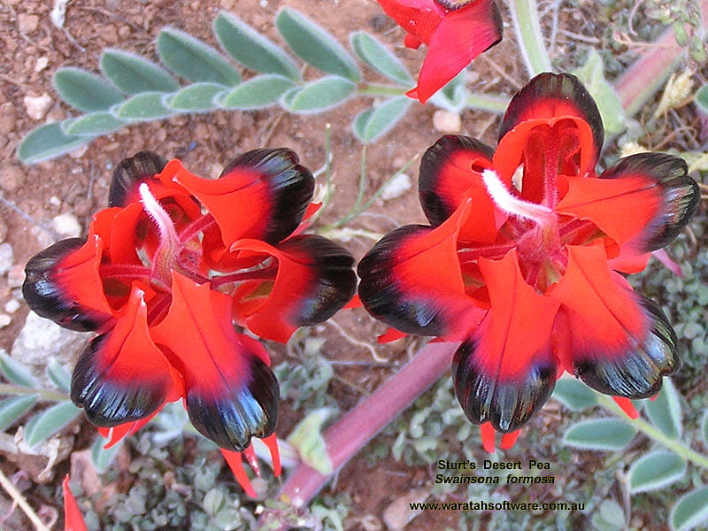 STURTS DESERT PEA, flower, black, red, desert, HD wallpaper