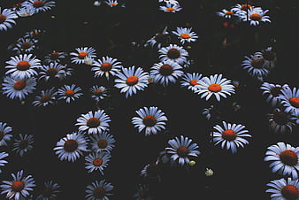 Daisy Morning, flowers, lenovo graphy, love themes, mobile graphy ...
