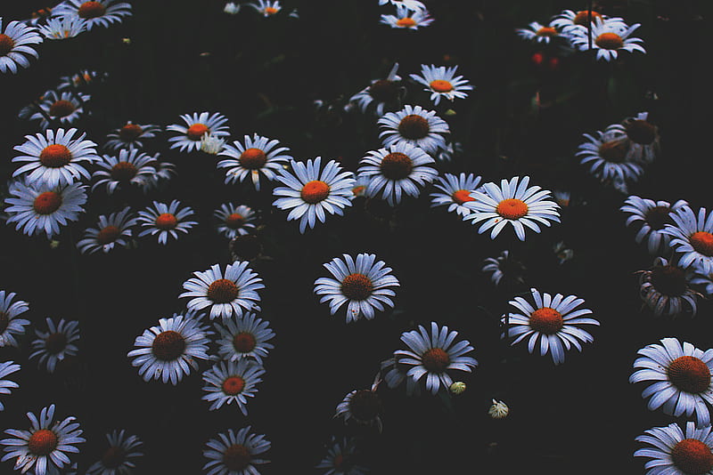 Portrait of Daisy Flowers, HD wallpaper | Peakpx