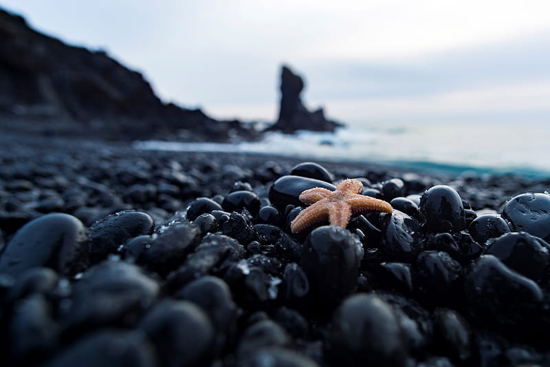 starfish, pebbles, stones, nautical, HD wallpaper