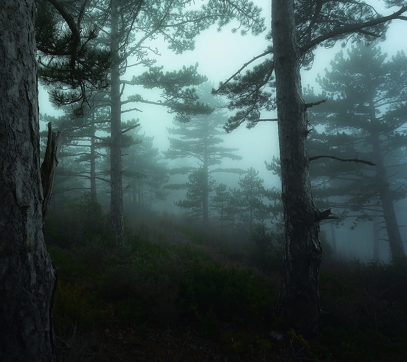Foggy Forest, foggy, forest, HD wallpaper