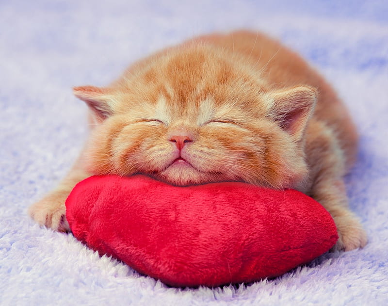 Kitten, red, sleep, orange, ginger, valentine, cat, sweet, heart, pisica, HD wallpaper