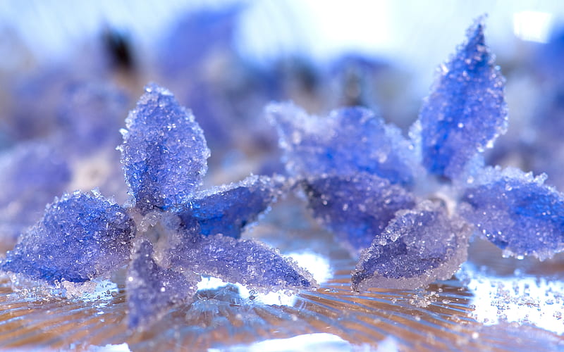 First frost, pretty, two, flowers, ice, blue, frost, HD wallpaper