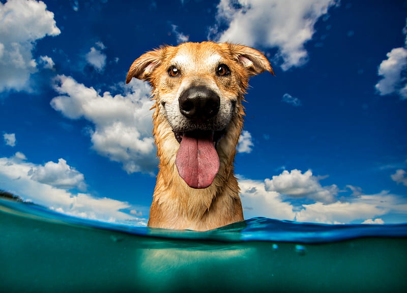 Funny face, cloud, caine, sky, tongue, animal, sea, water, breath graphy, funny, face, white, dog, blue, HD wallpaper