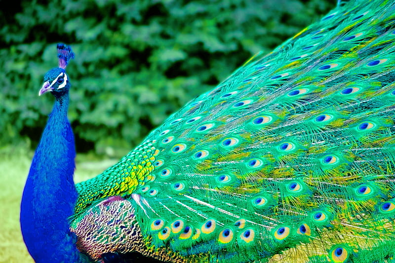 The Perfect Plumage, Bird, Nature, Peacock, Colorful, Animal, Feathers, HD  wallpaper | Peakpx