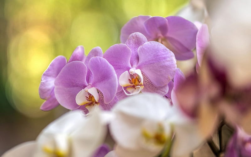 orchids, tropical flowers, pink orchid, orchid branch, HD wallpaper