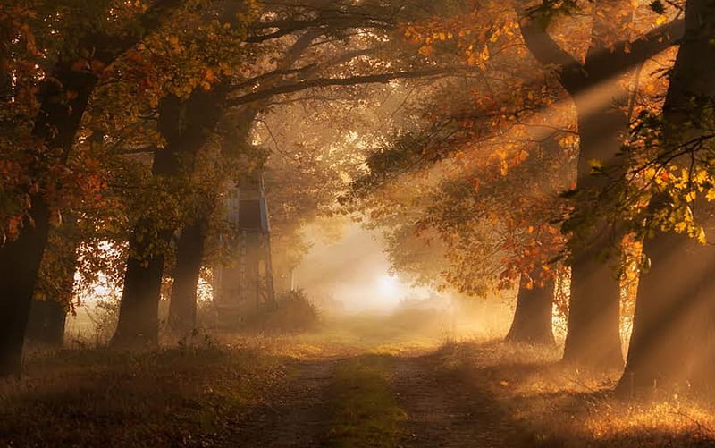 Foggy Autumn Morning, nature, morning, trees, Autumn, HD wallpaper