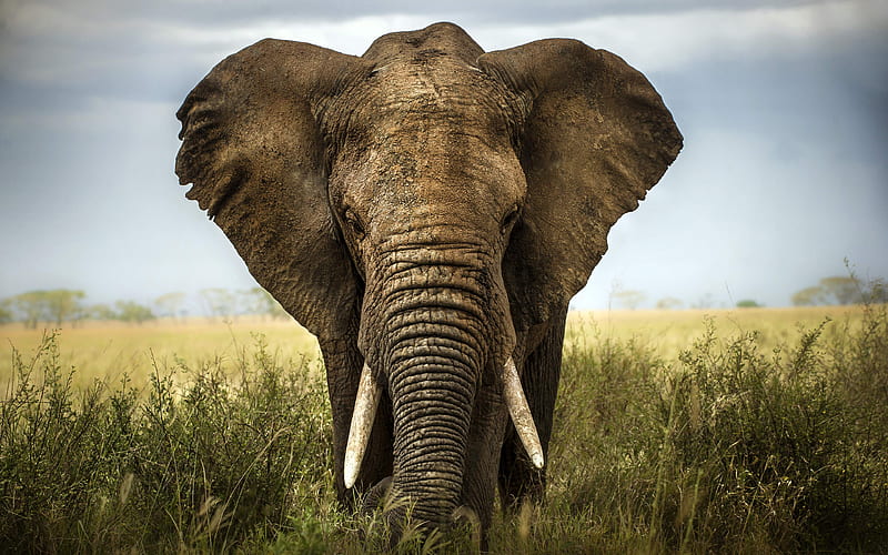Africa, elephant close-up, big elephant, African elephant, wildlife, Loxodonta, HD wallpaper
