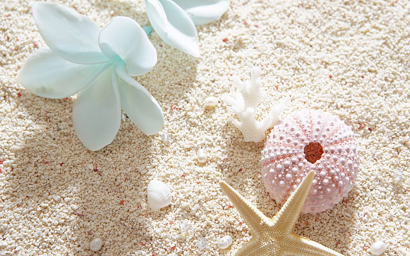 Shells, lovely, colors, bonito, beach, graphy, sand, shell, flowers, nature, pearls, white, pink, blue, HD wallpaper