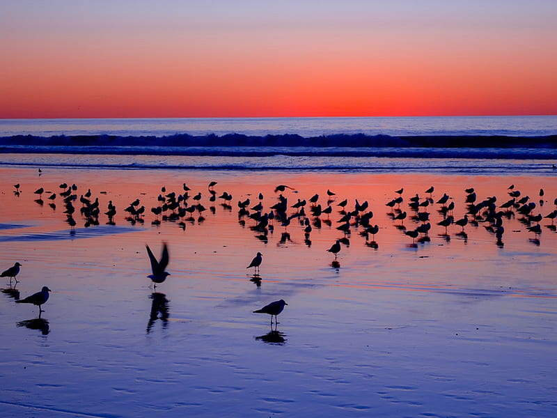 Dusk, beach, sunset, bird, sea, HD wallpaper