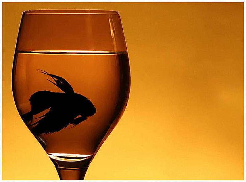 Fish with class, water, fish, betta, amber color, wine glass, silhouette, HD wallpaper