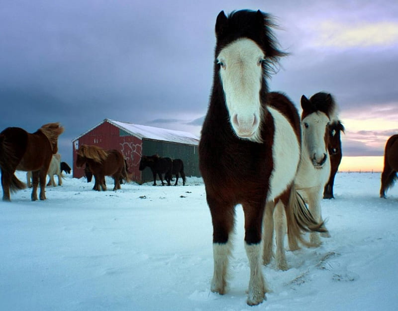 Icelandic Horses, snow, animals, horses, winter, HD wallpaper
