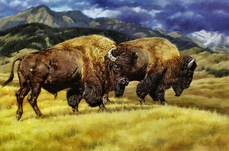 Roaming Buffalo F1, art, bison, buffalo, Yellowstone National Park, artwork, animal, painting, wide screen, wildlife, HD wallpaper