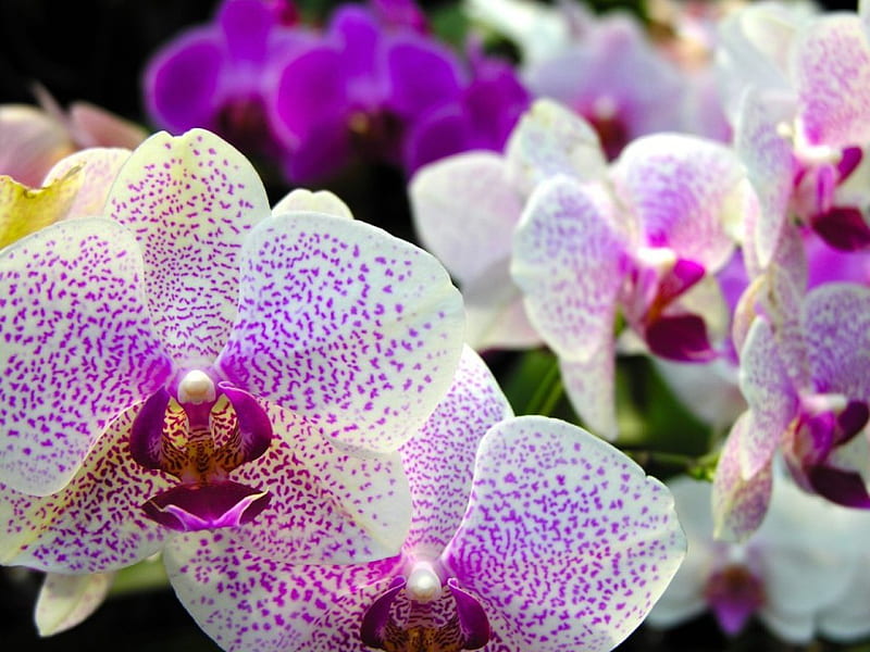 Phalaenopsis Flower, spotted orchids, purple flowers, white, mauve, HD wallpaper