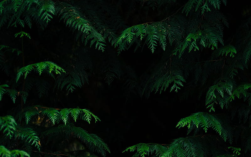 Jungle ferns, jungle, ferns, leaf, plants, HD wallpaper | Peakpx