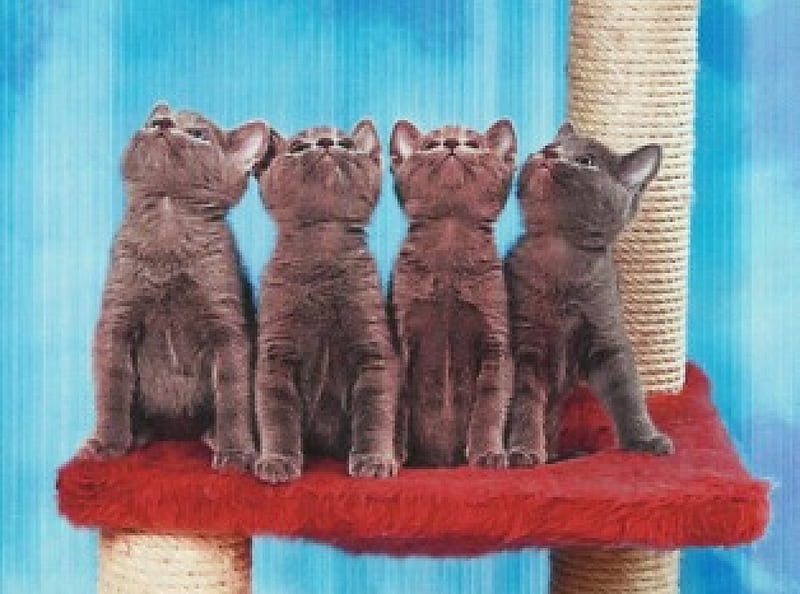 Four russian blue kittens looking up, cute, red, feline, russian blue, kittens, blue, HD wallpaper