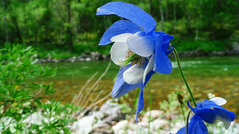 Blue Columbine, columbine, forest, grass, flowers, nature, blue, HD wallpaper