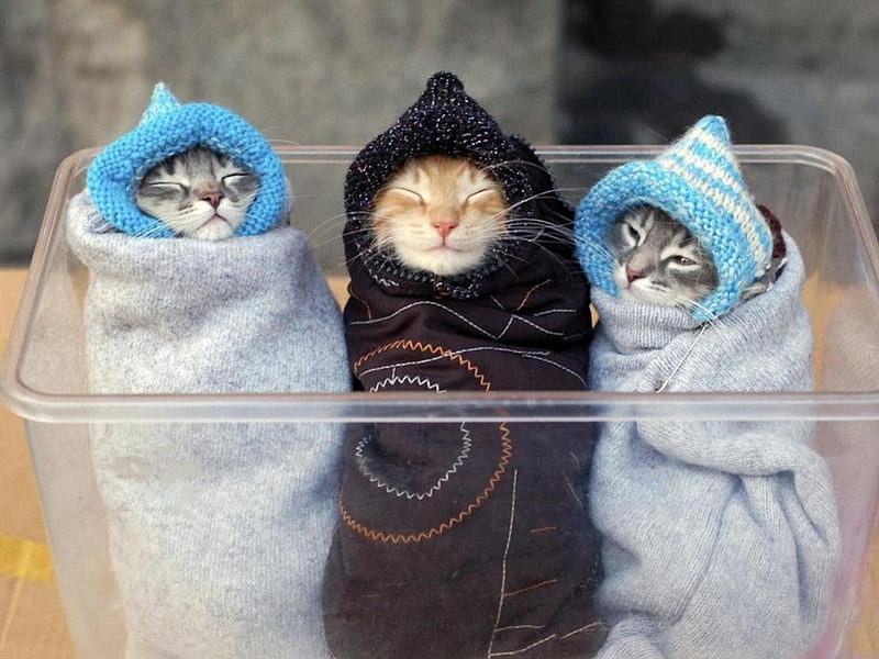 Three little funny cats, three, little, funny, cats, HD wallpaper