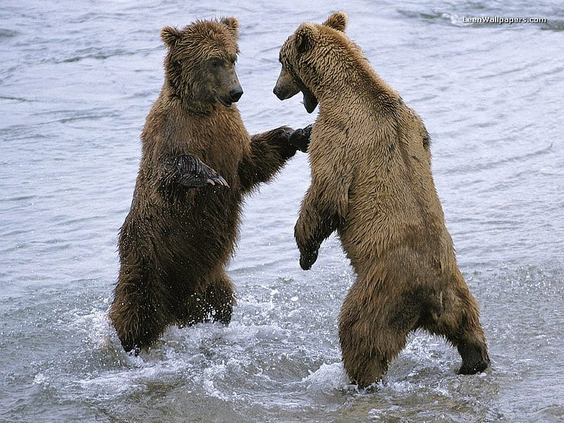 grizzly bears fighting wallpaper