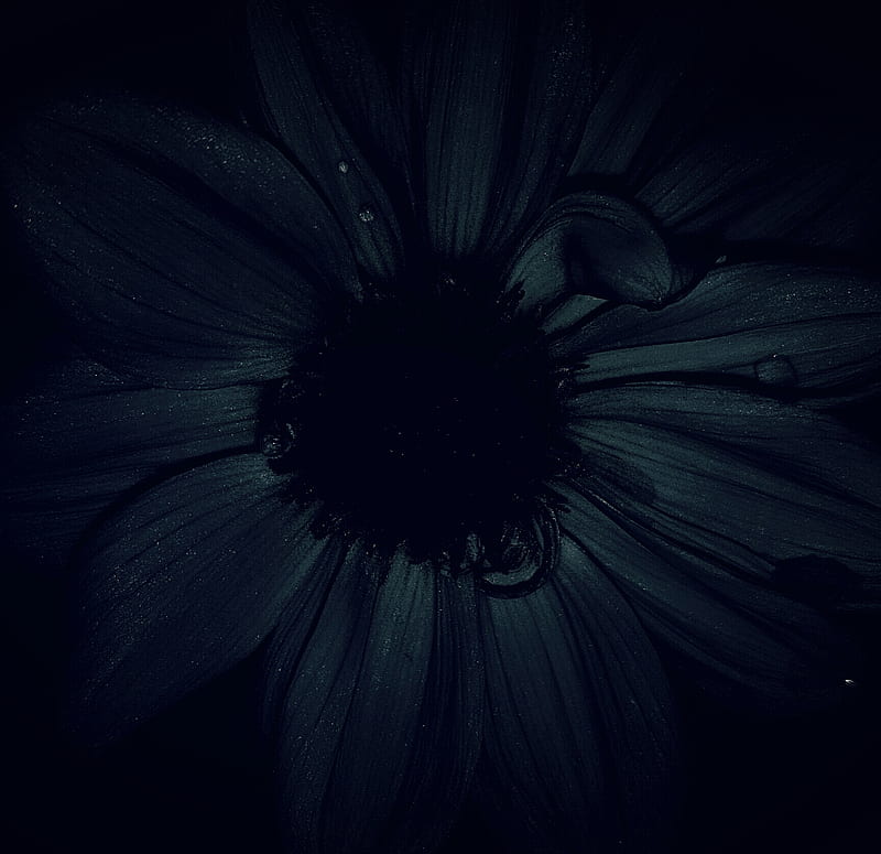 Flor de galaxia, negro, dalia, flor, estrellas, Fondo de pantalla HD |  Peakpx
