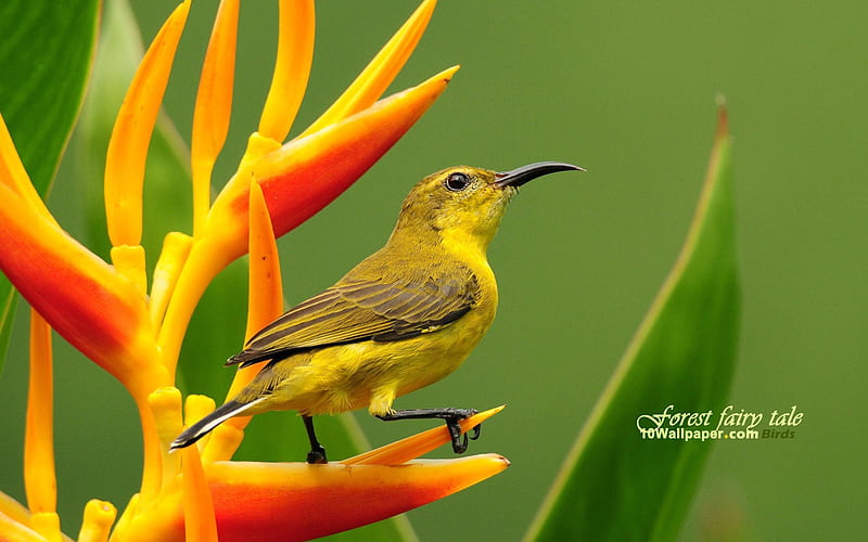 yellow-bellied sunbird female-que beautiful bird, HD wallpaper