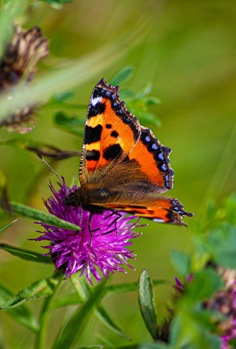 butterfly urticaria, butterfly, wings, cornflower, HD phone wallpaper