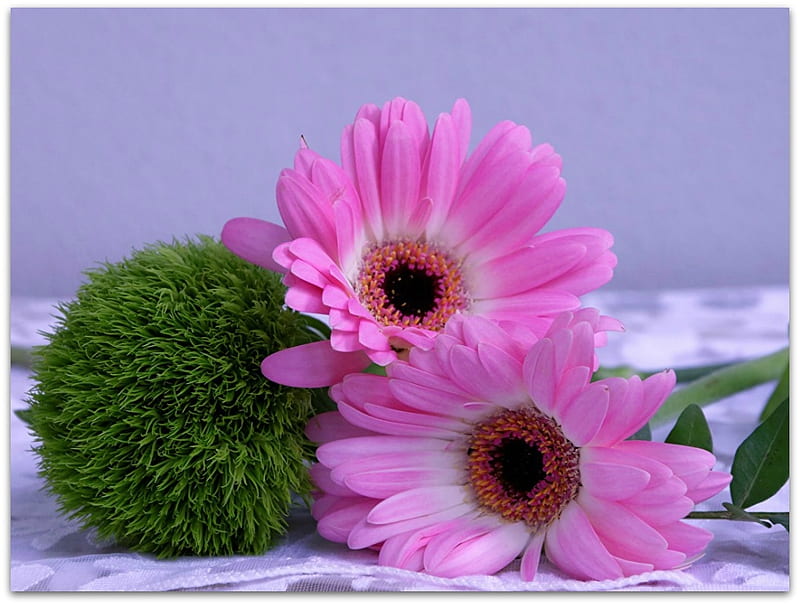Gerberas rosadas, naturaleza, bonitas, flores, Fondo de pantalla HD | Peakpx