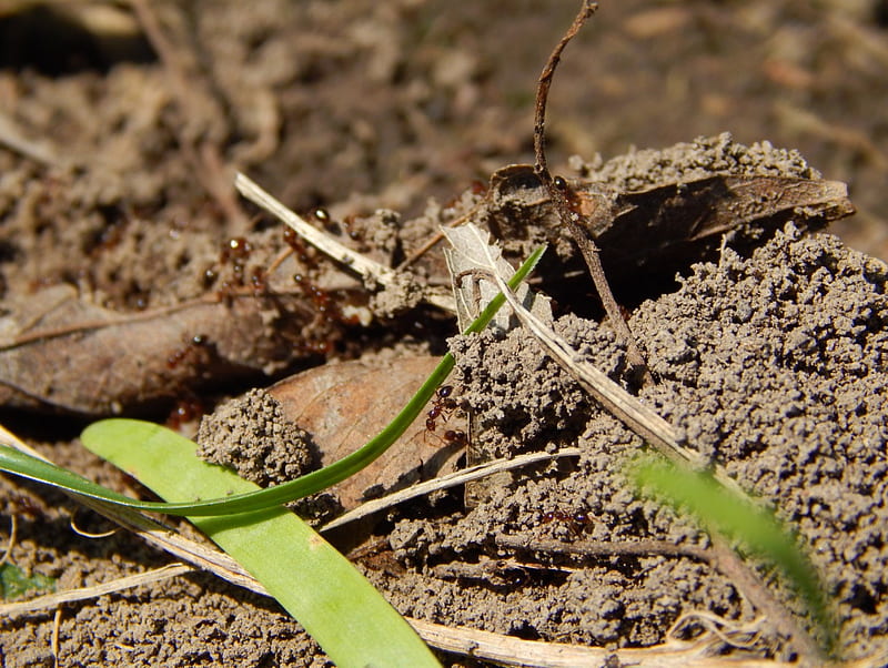 Fire Ants, bugs, nature, animals, ants, insects, HD wallpaper