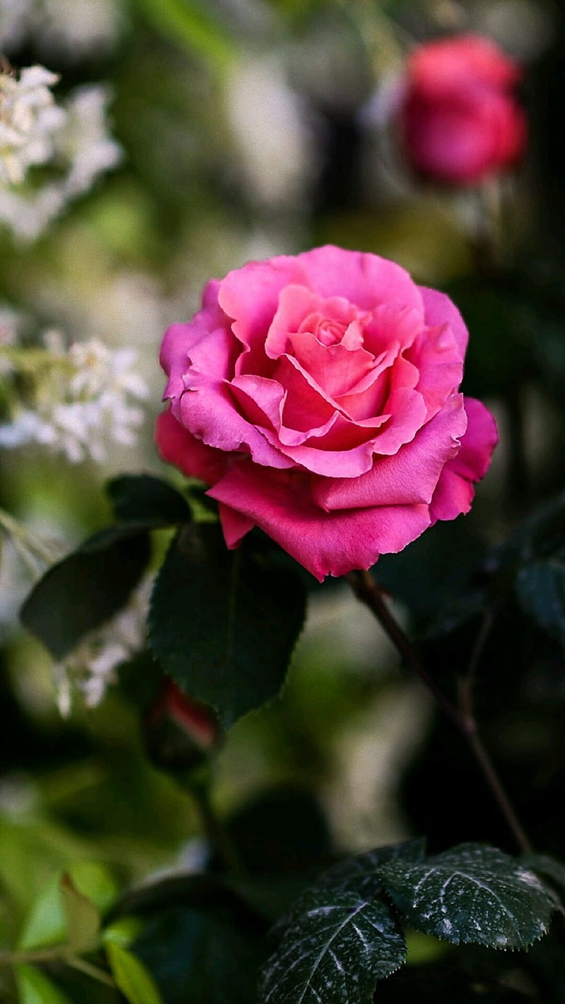 Rosa Rosa, fiori, icio, HD phone wallpaper