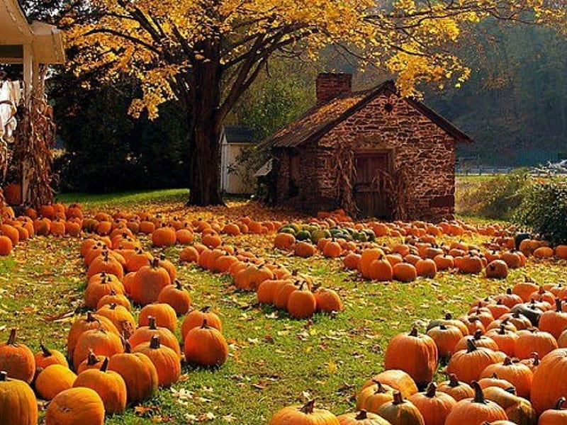 Plenty of Pumpkins, stone building, autumn, pupkins, field, HD wallpaper