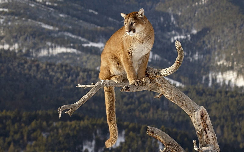 Mountain Lion, Panther, Cougar, Puma, Catamount, HD wallpaper