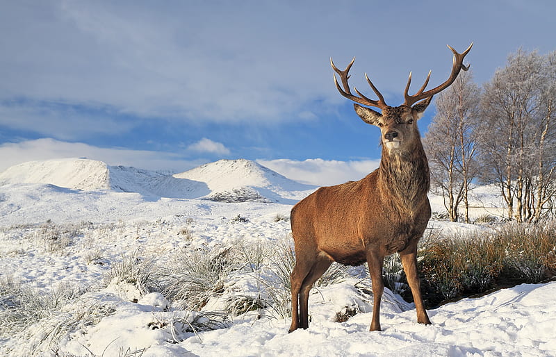 Red Deer, Scottish Wildlife, Scottish Highlands, Deer, HD wallpaper