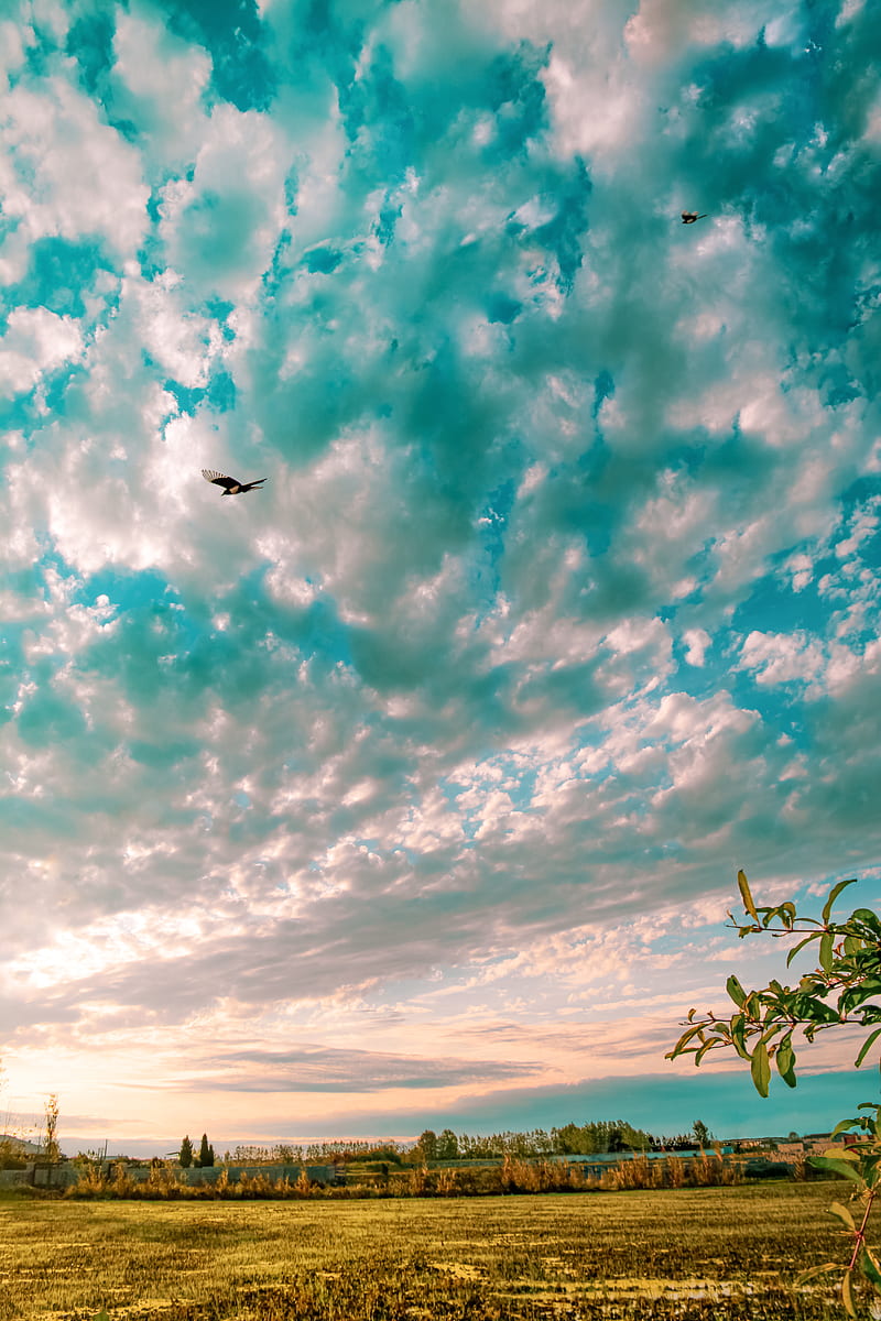 black bird flying over green plants under blue and white cloudy sky during daytime, HD phone wallpaper