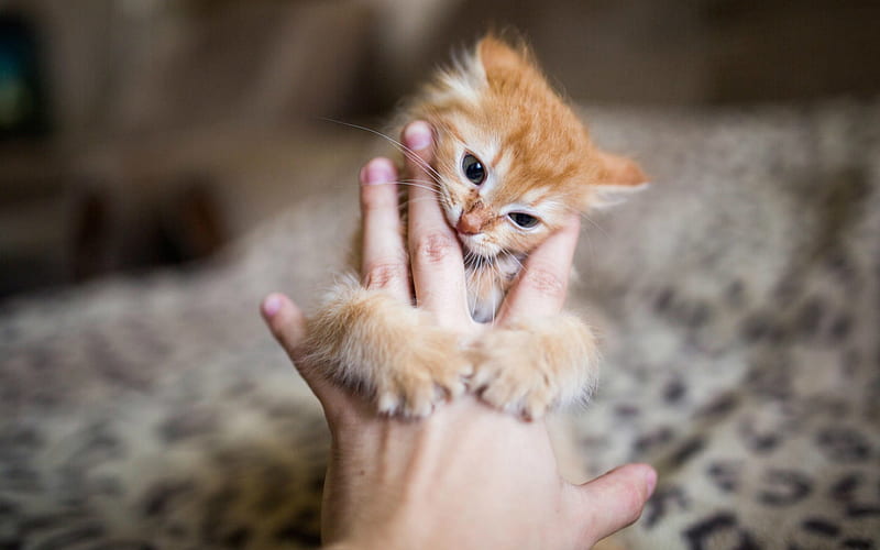 Little red cat, cat, cute animals, fluffy kitten in hand, HD wallpaper ...