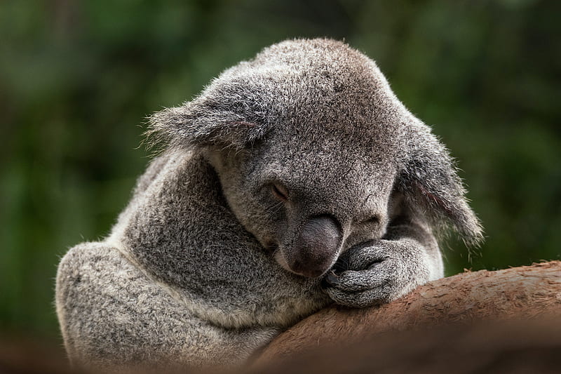 Animal, Koala, Sleeping, HD wallpaper