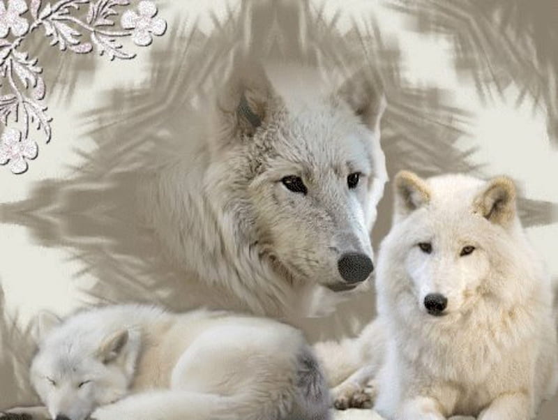 Werewolves, white, winter, animal, HD wallpaper | Peakpx