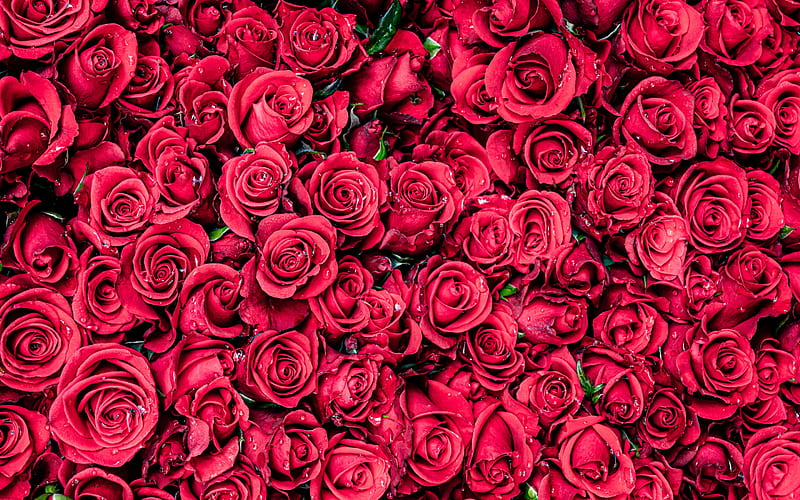 Romantic Pink Roses Background Wallpaper Image For Free Download  Pngtree