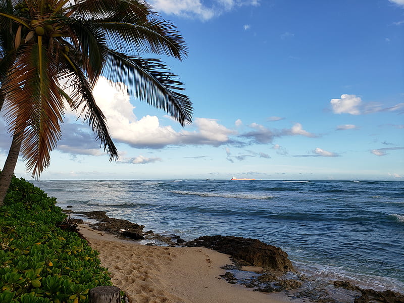 Hawaiian Beach, sand, Hawaii, ocean, palm tree, HD wallpaper | Peakpx