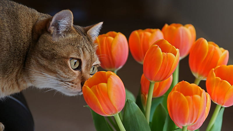 Brown Cat And Tulips Cat, HD wallpaper