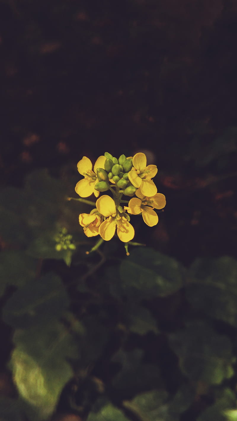 Little yellow flowers, Little, Miniature, Nature, Trigraphy, bonito, cute, flora, flowers, leaves, macro, pattern, petals, plant, texture, yellow flowers, HD phone wallpaper