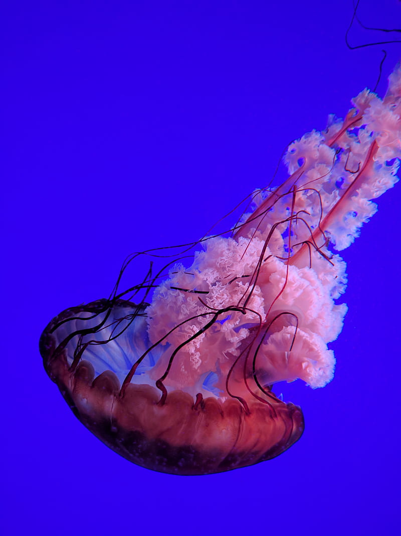 closeup of red and pink jelly fish, HD phone wallpaper