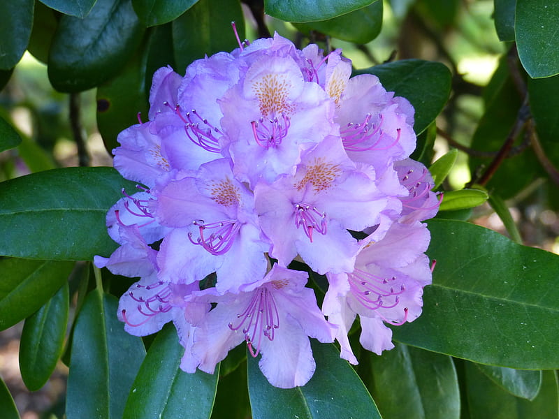 Azalea, púrpura, verde, verano, parque, flor, Fondo de pantalla HD | Peakpx