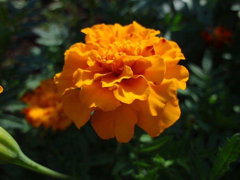 Hermosa flor, flor, redonda, linda, anaranjada, Fondo de pantalla HD |  Peakpx
