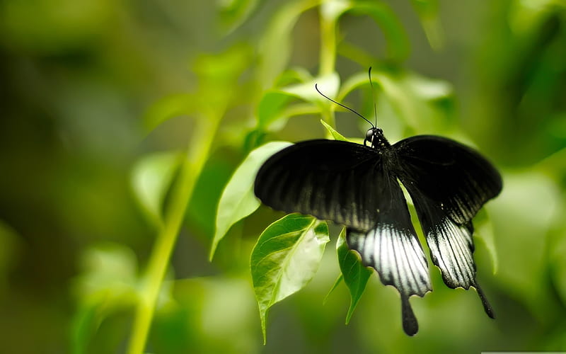 black and white butterfly-the beautiful butterfly, HD wallpaper
