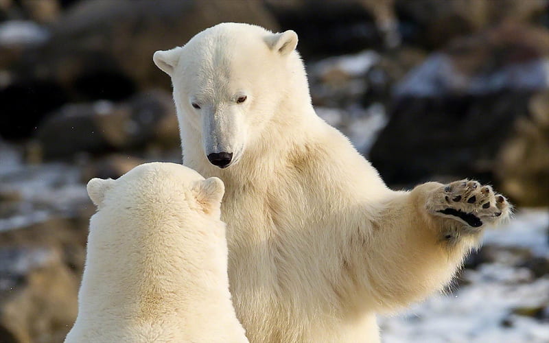 polar bears communication-Animal, HD wallpaper