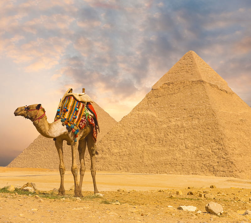 Camel and Pyramid, ancient, camel, egypt, giza, history, pyramid, pyramids, HD wallpaper