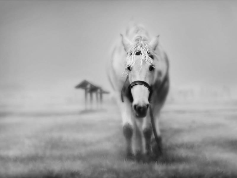 seemed far away, far, sadness, black, walking, white, horses, HD wallpaper